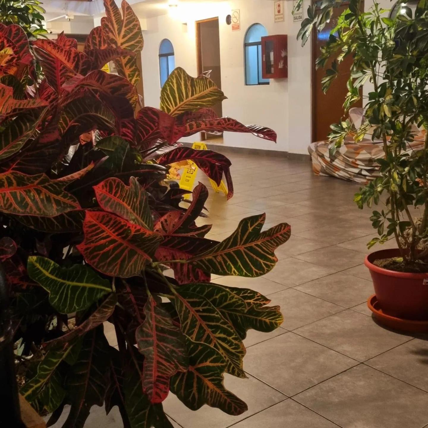 Hostel Thay83 Miraflores Λίμα Εξωτερικό φωτογραφία